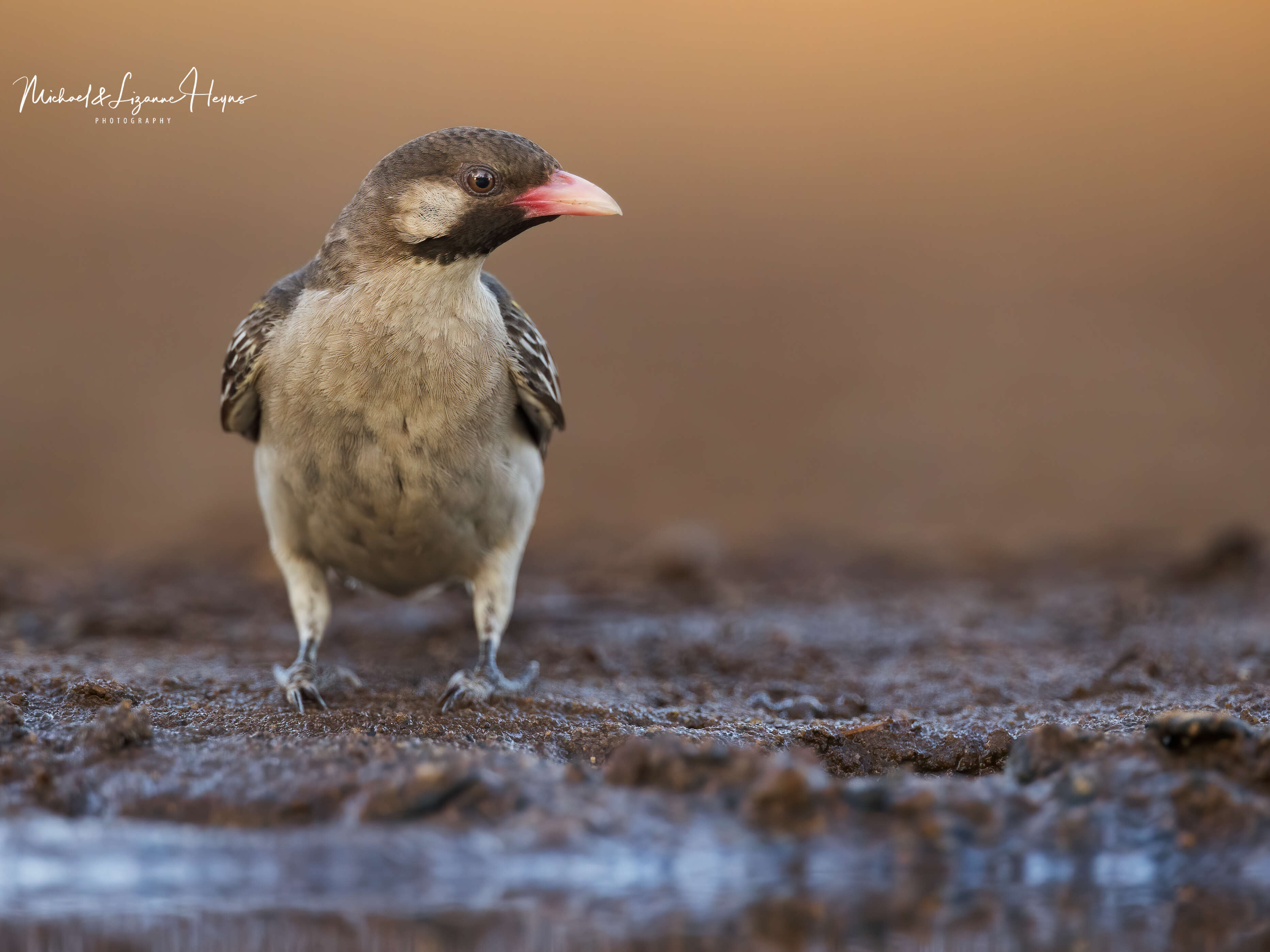 Image of Greater Honeyguide