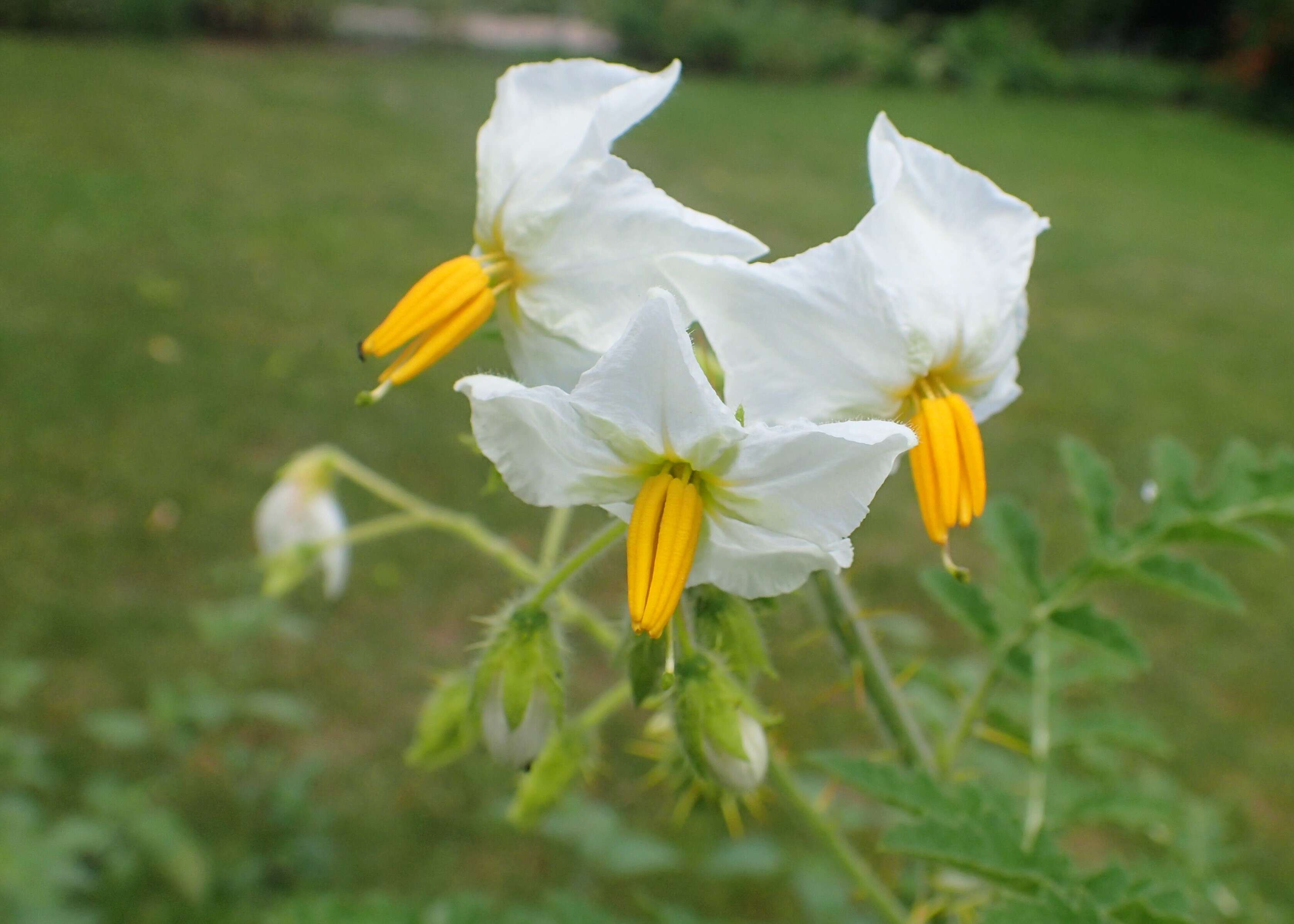 Plancia ëd Solanum sisymbriifolium Lam.