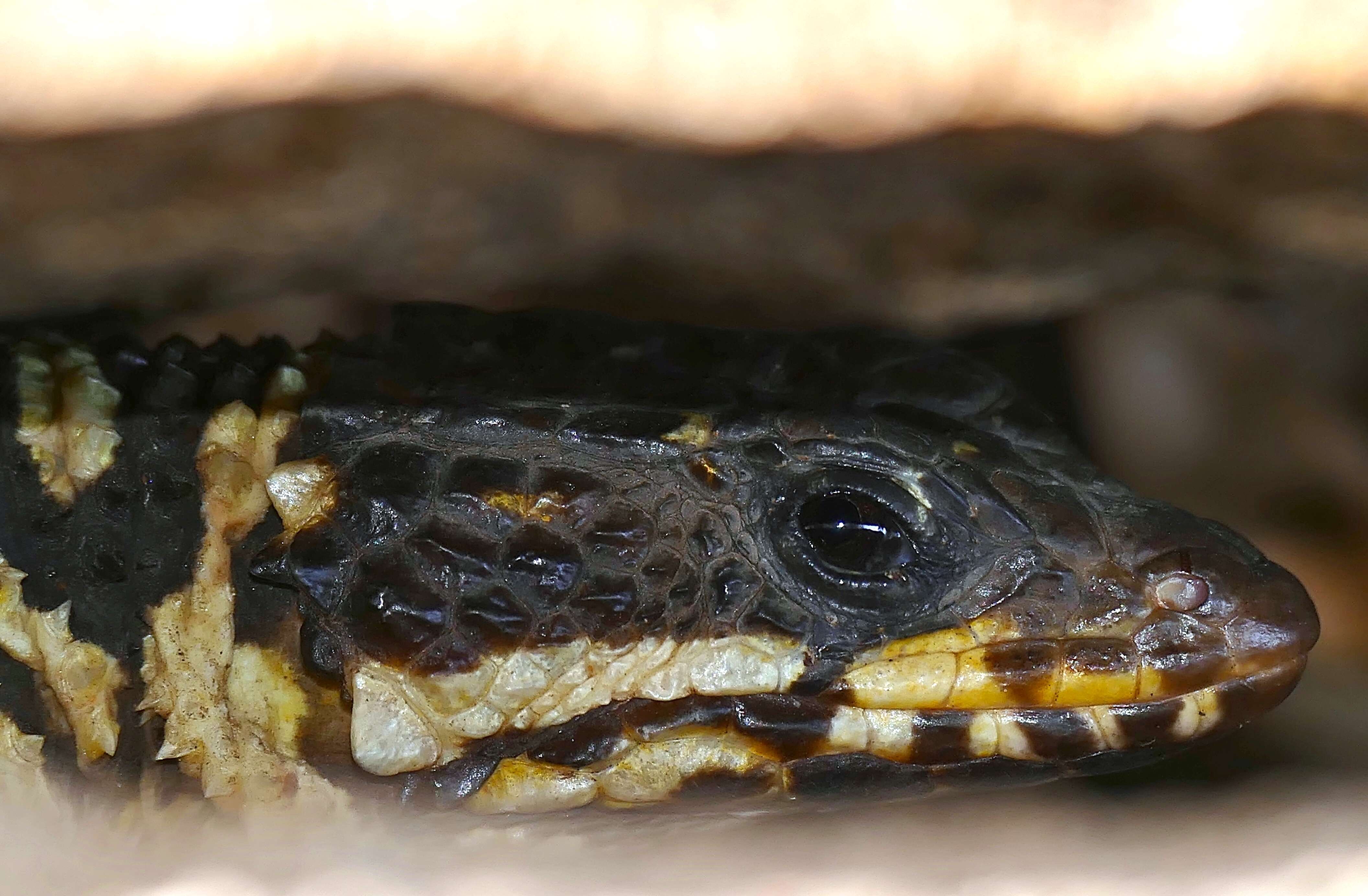 Image of Smaug barbertonensis (Van Dam 1921)