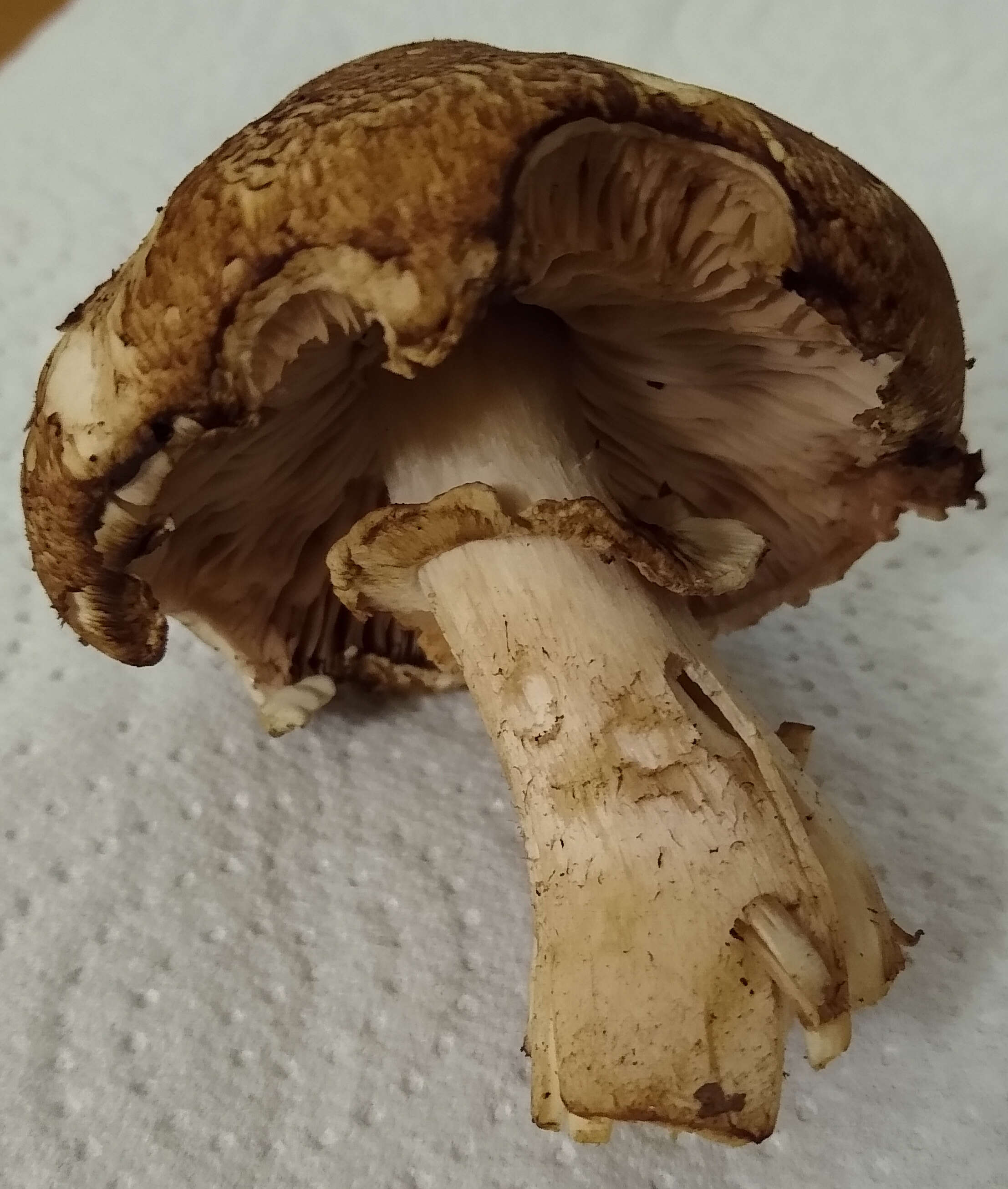 Image of Agaricus fuscofibrillosus (F. H. Møller) Pilát 1951