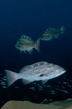 Image of Crossband Rockfish