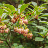 Image of mountain laurel