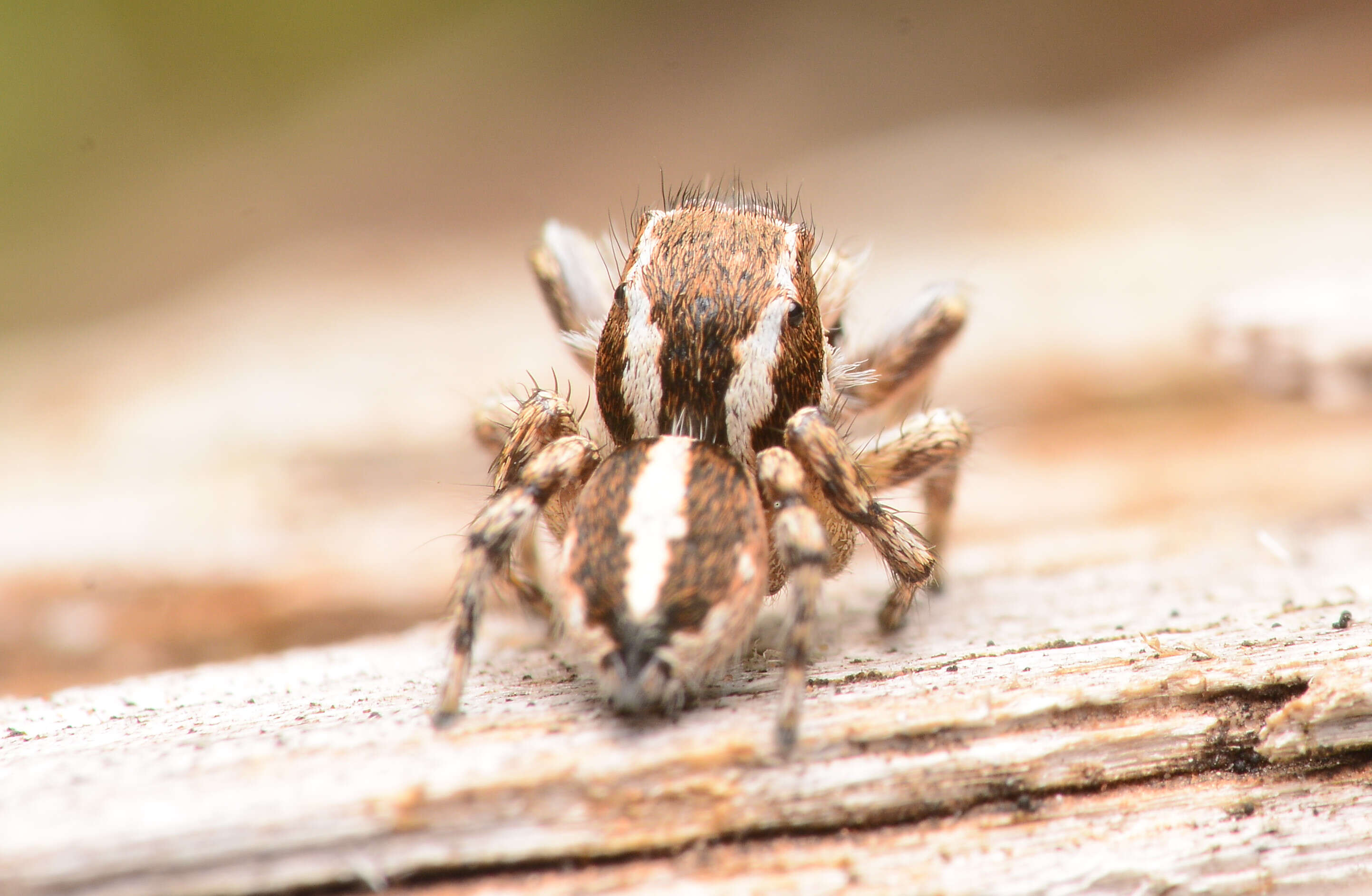 Image of Habronattus cognatus (Peckham & Peckham 1901)