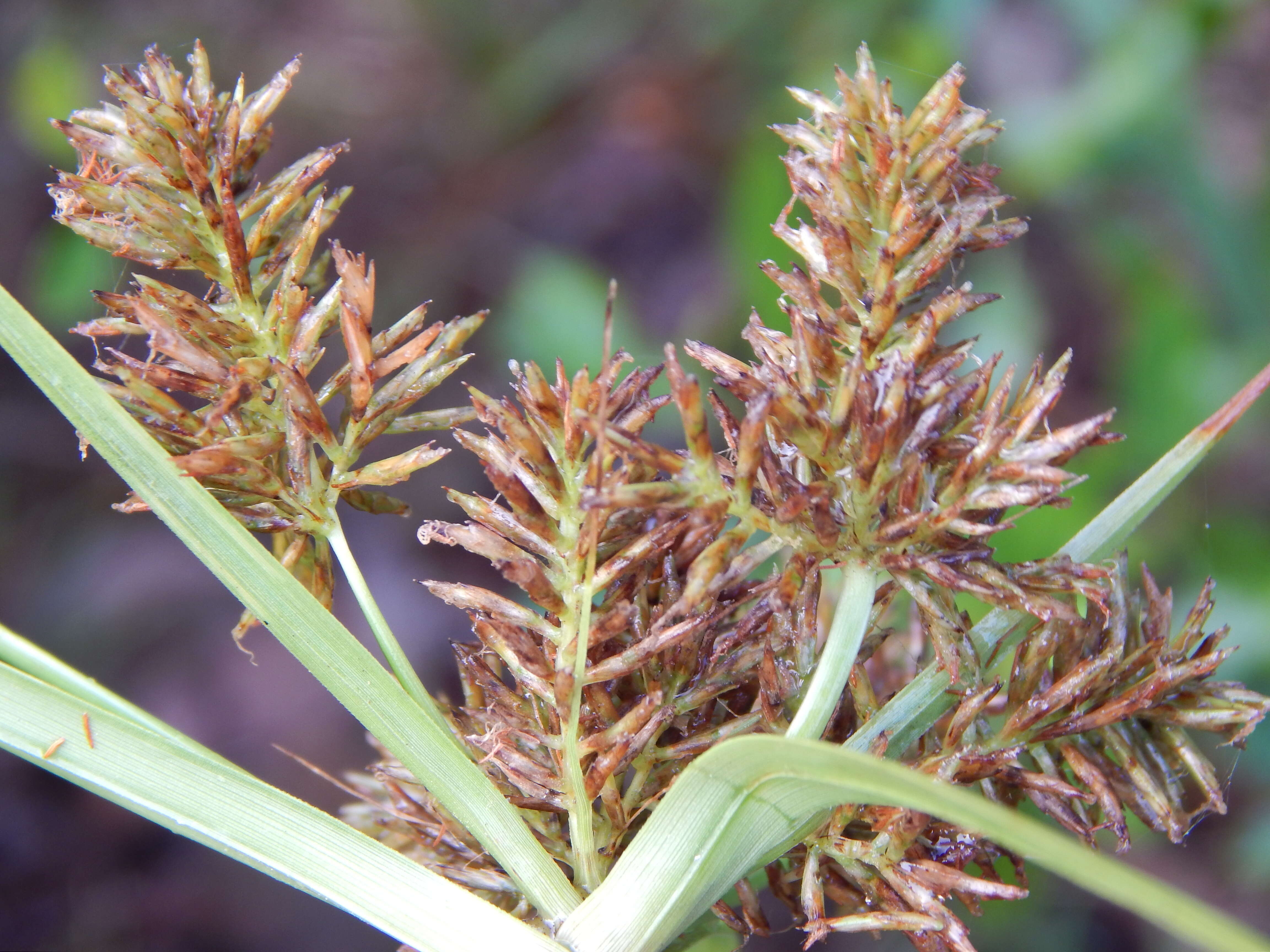 Image de Cyperus hillebrandii Boeckeler