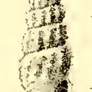 Image of Kermia aglaia (Melvill 1904)