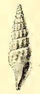 Image of Kermia aglaia (Melvill 1904)