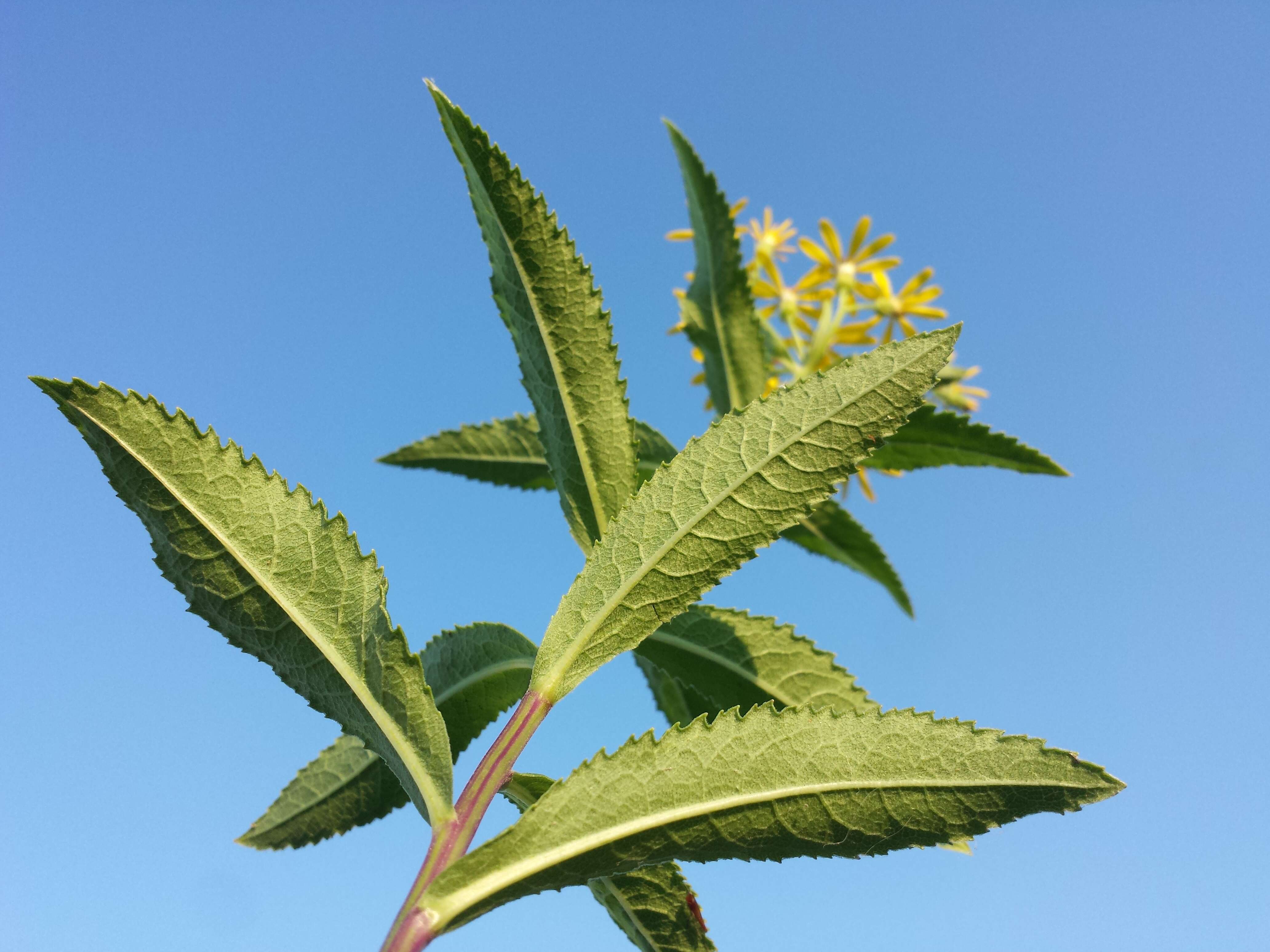 Image of Senecio sarracenicus L.