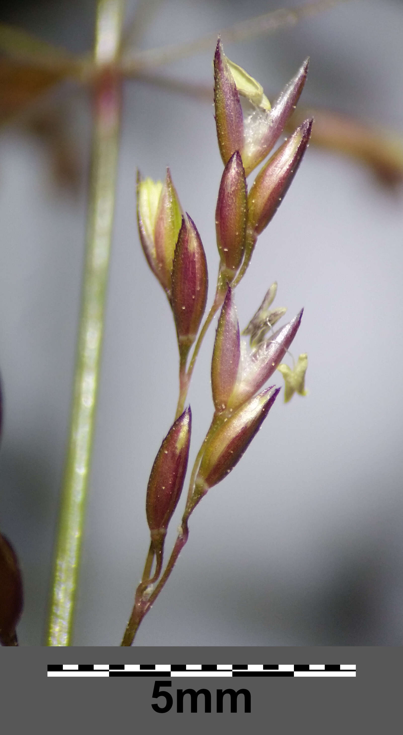 Image of creeping bentgrass