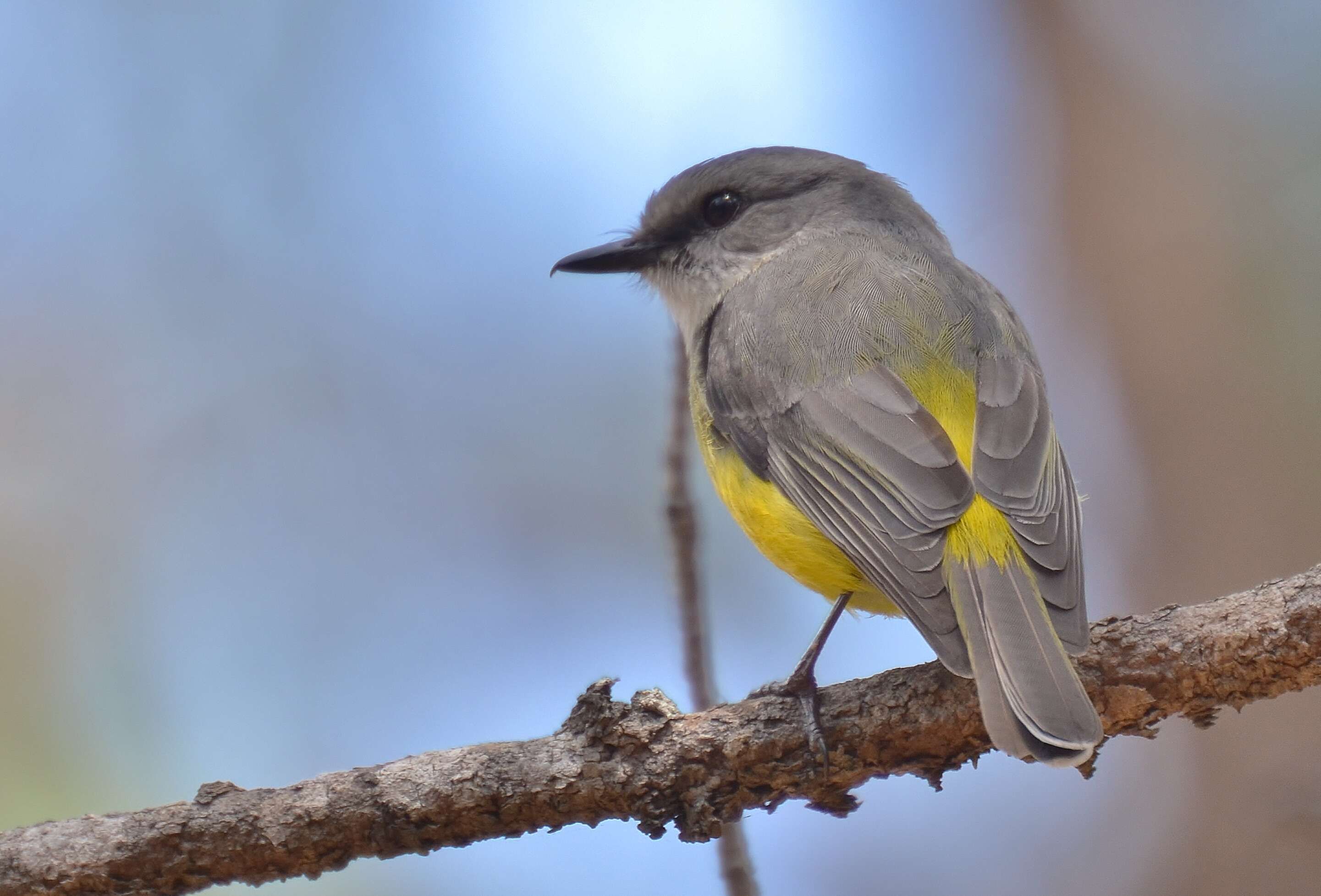 Image of Grey-breasted Robin