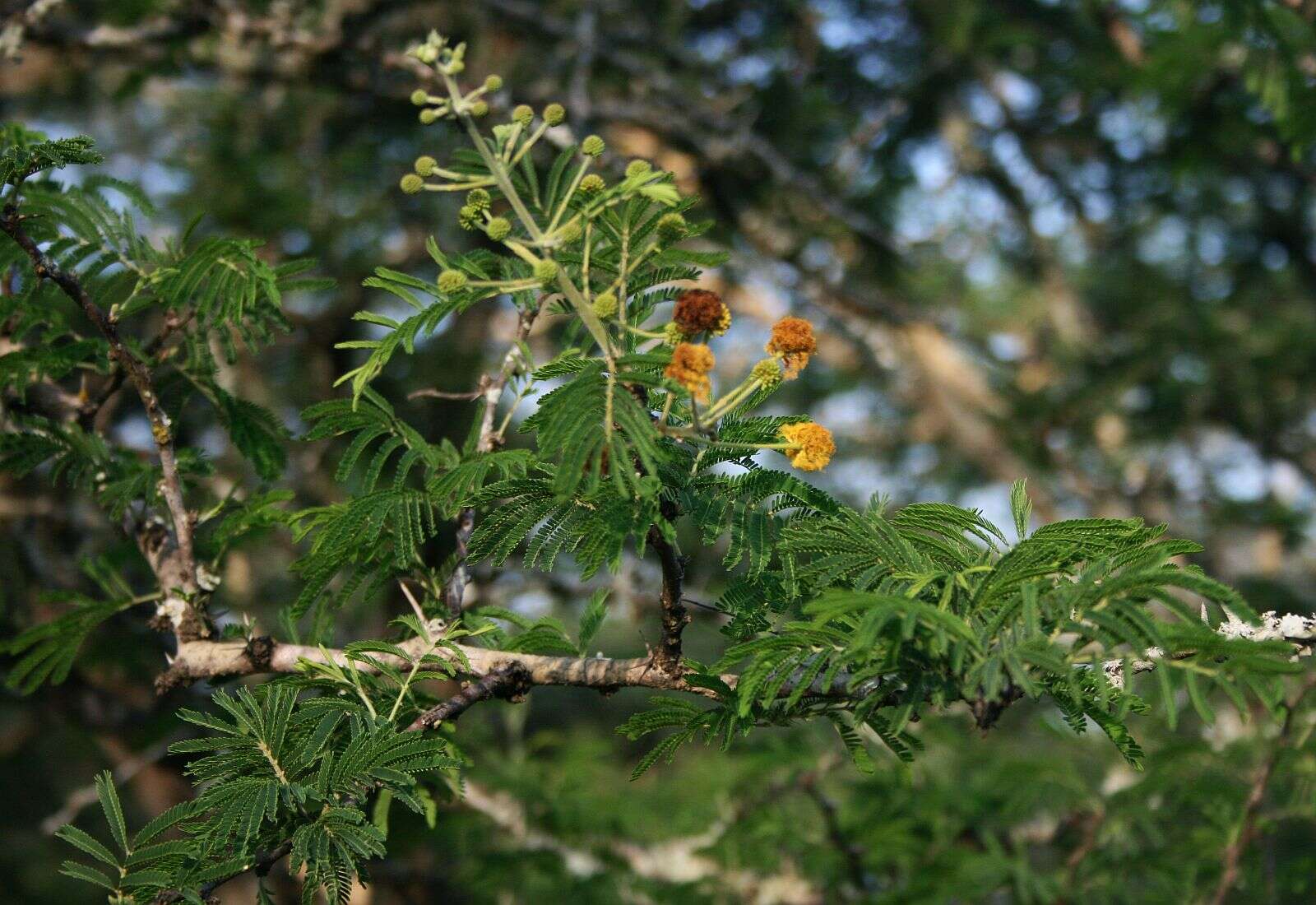 Plancia ëd Vachellia nilotica