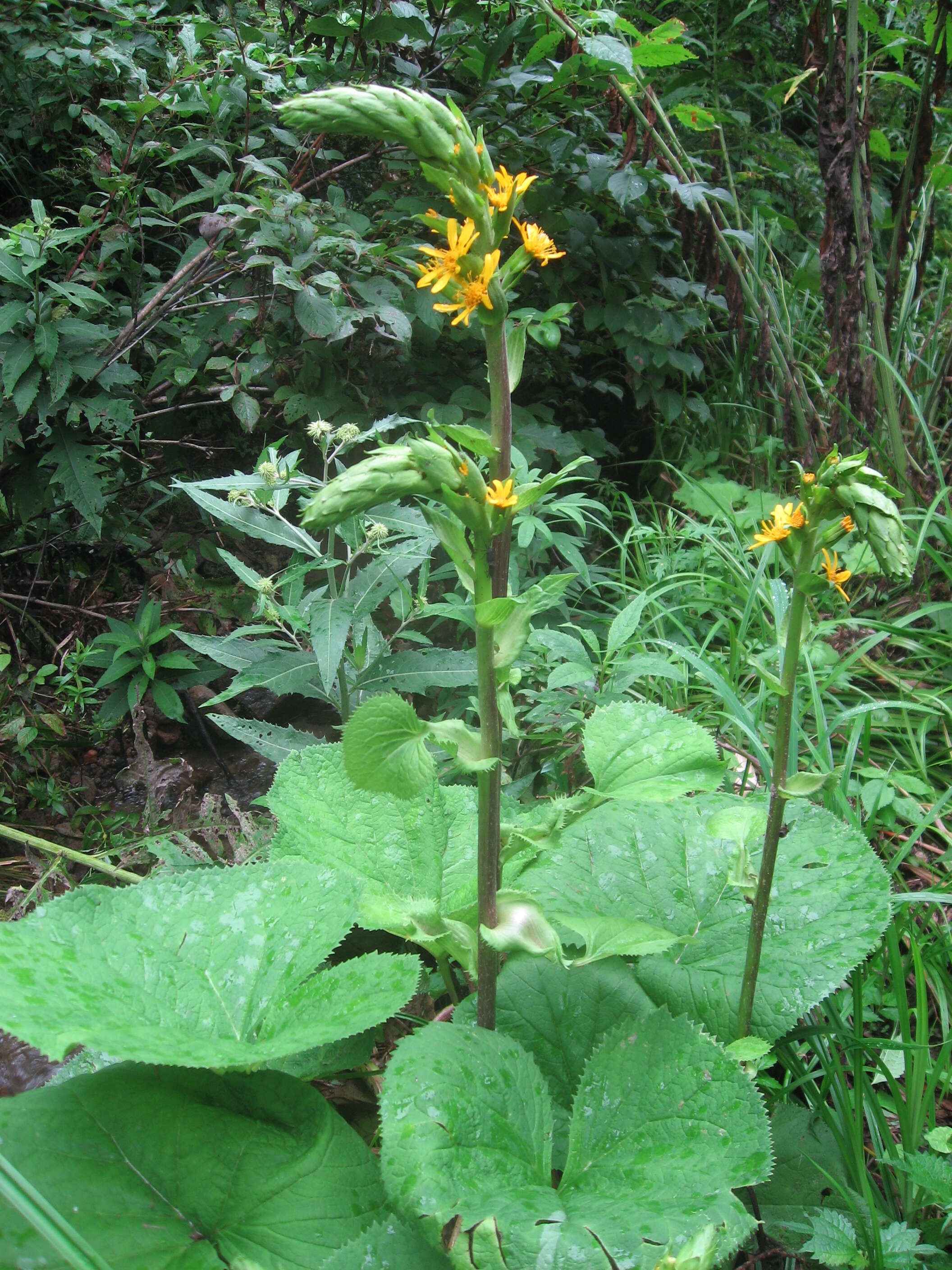 Image of Ligularia fischeri (Ledeb.) Turcz.