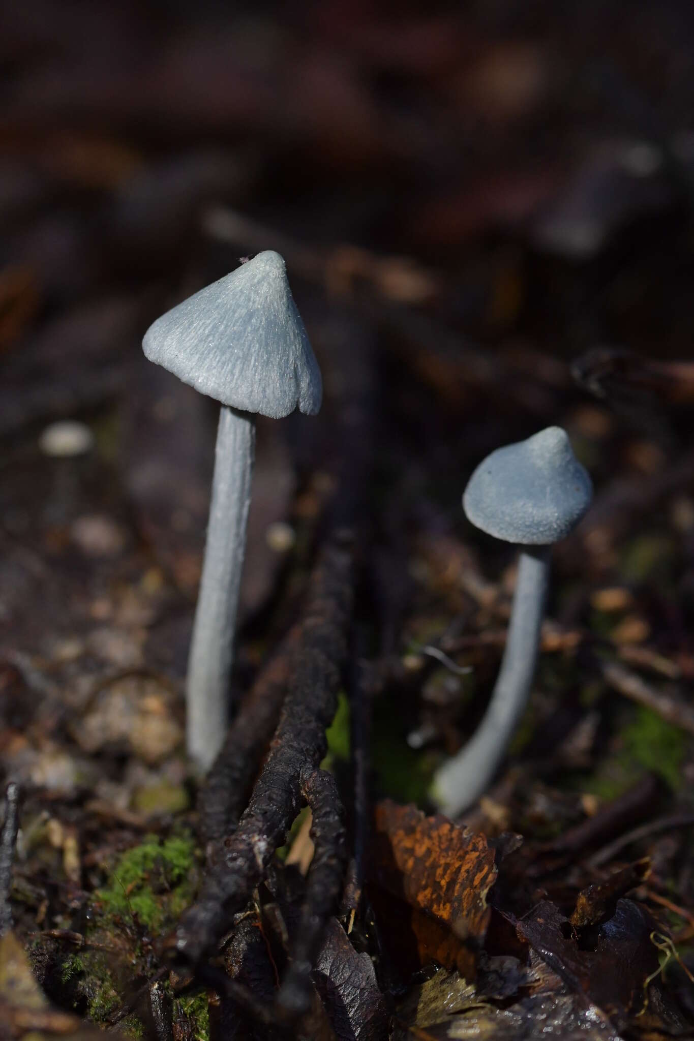 Image of Entoloma