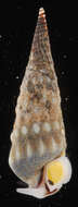 Image of Neoterebra dislocata (Say 1822)