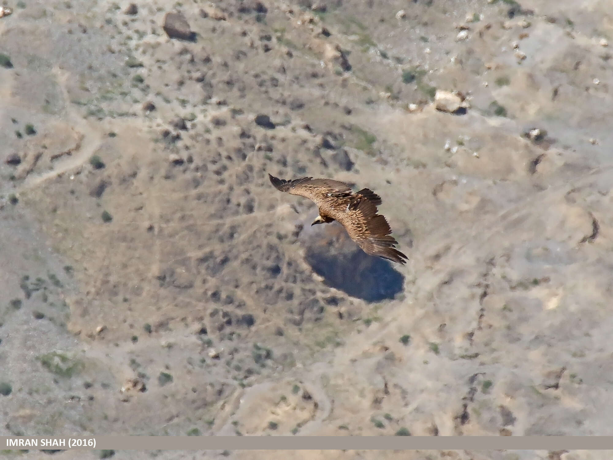 Image of Himalayan Griffon