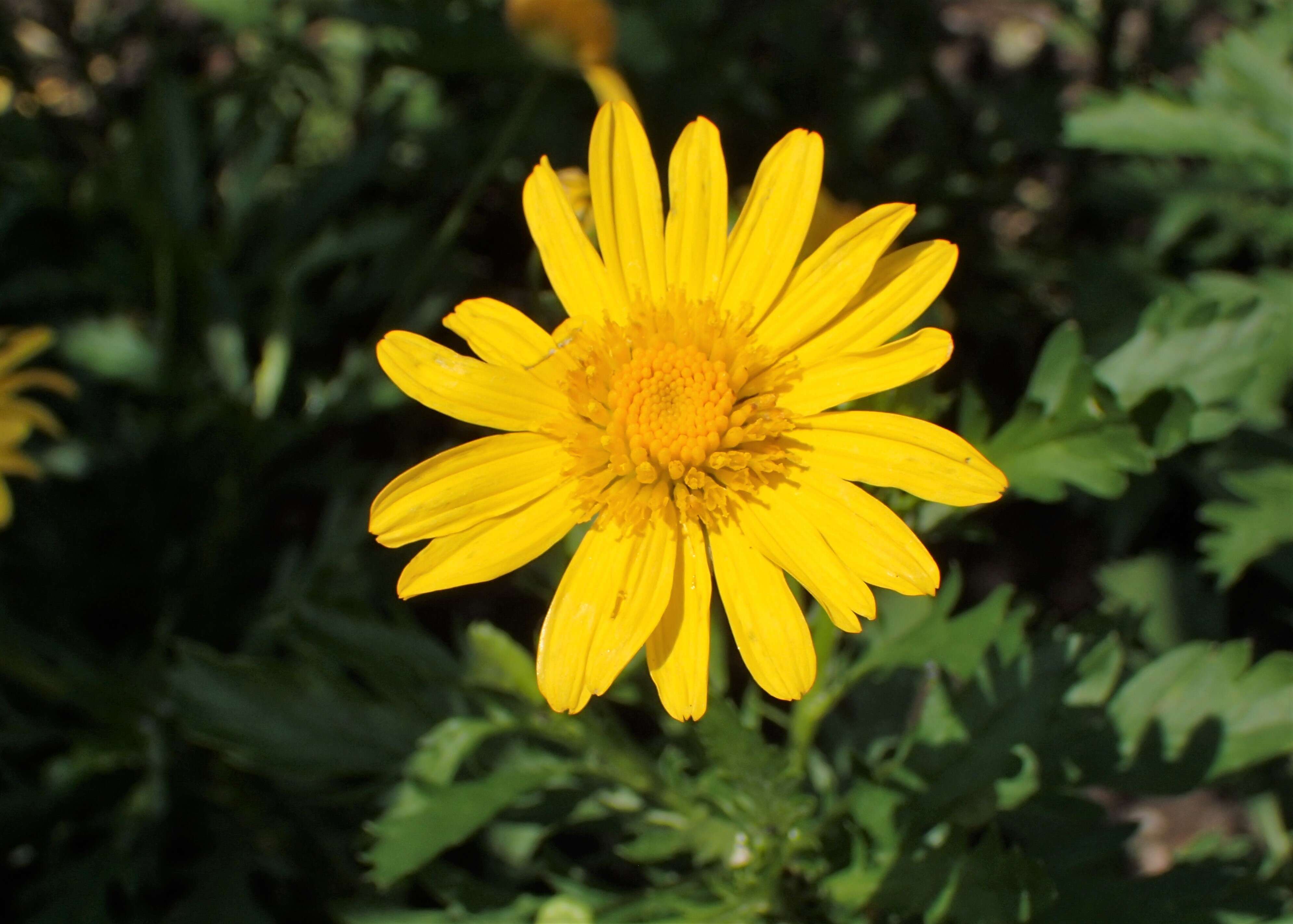 Imagem de Euryops chrysanthemoides (DC.) B. Nordenst.