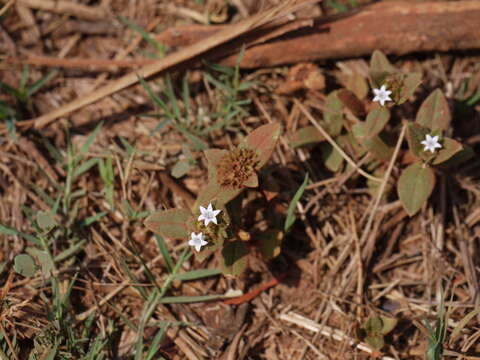 Image of rough Mexican clover