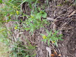 Image of treacle mustard