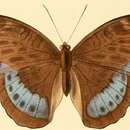 Image of Bebearia demetra Godart 1823