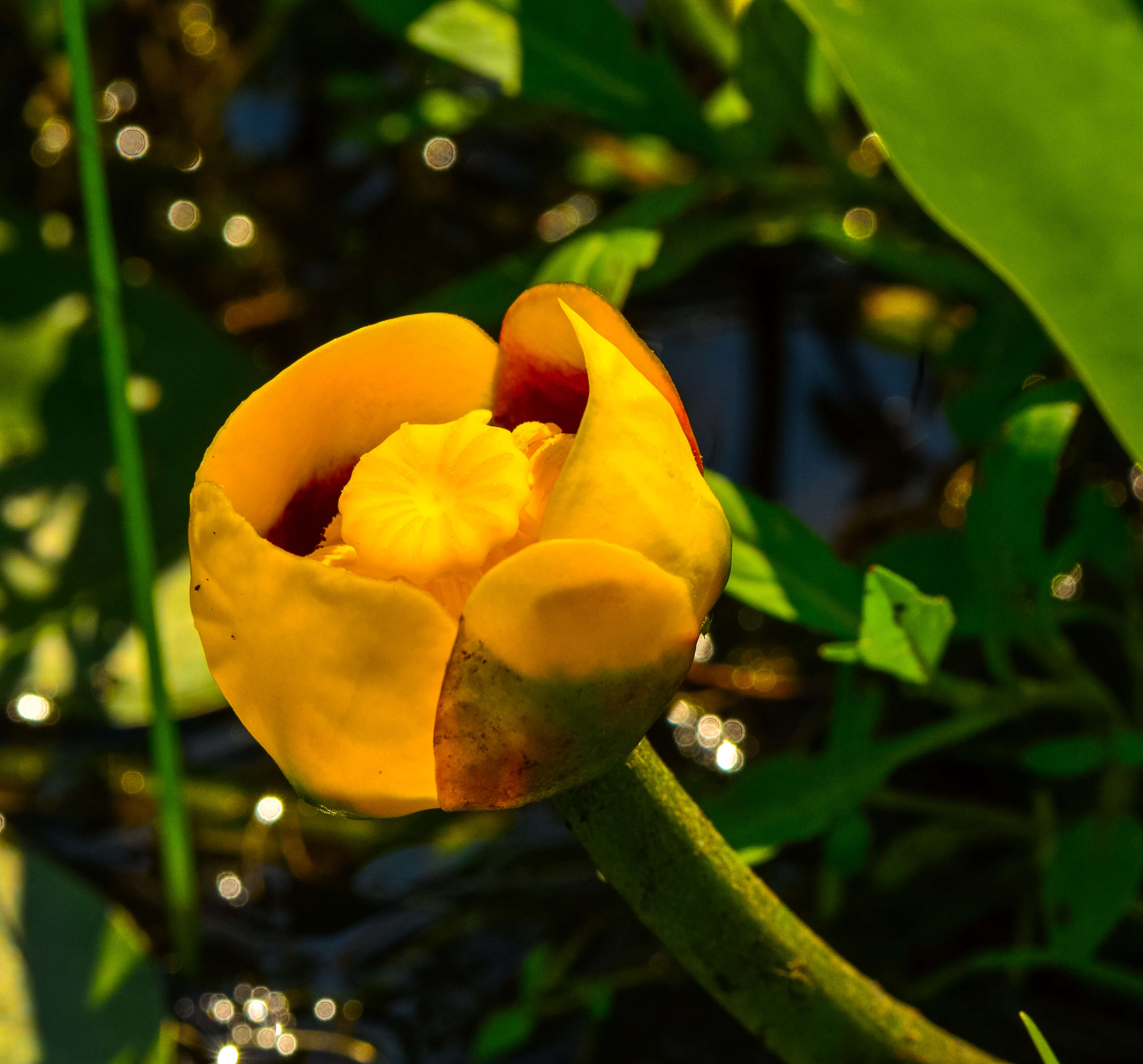 Image de Nuphar variegata Engelm. ex Dur.