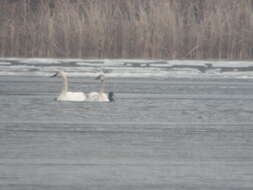 Image of Trumpeter Swan