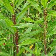 Image of Red Goldenrod Aphid