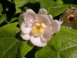 Image de Calycanthus chinensis Cheng & S. Y. Chang