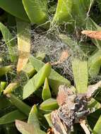 Image of Desid spider