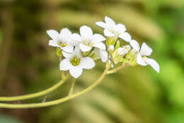 Image of Meadow Saxifrage