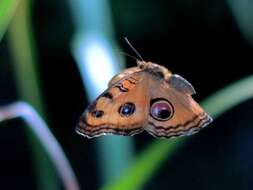 Plancia ëd Junonia almana Linnaeus 1758