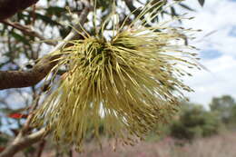 Imagem de Eucalyptus burdettiana Blakely & Steedm.