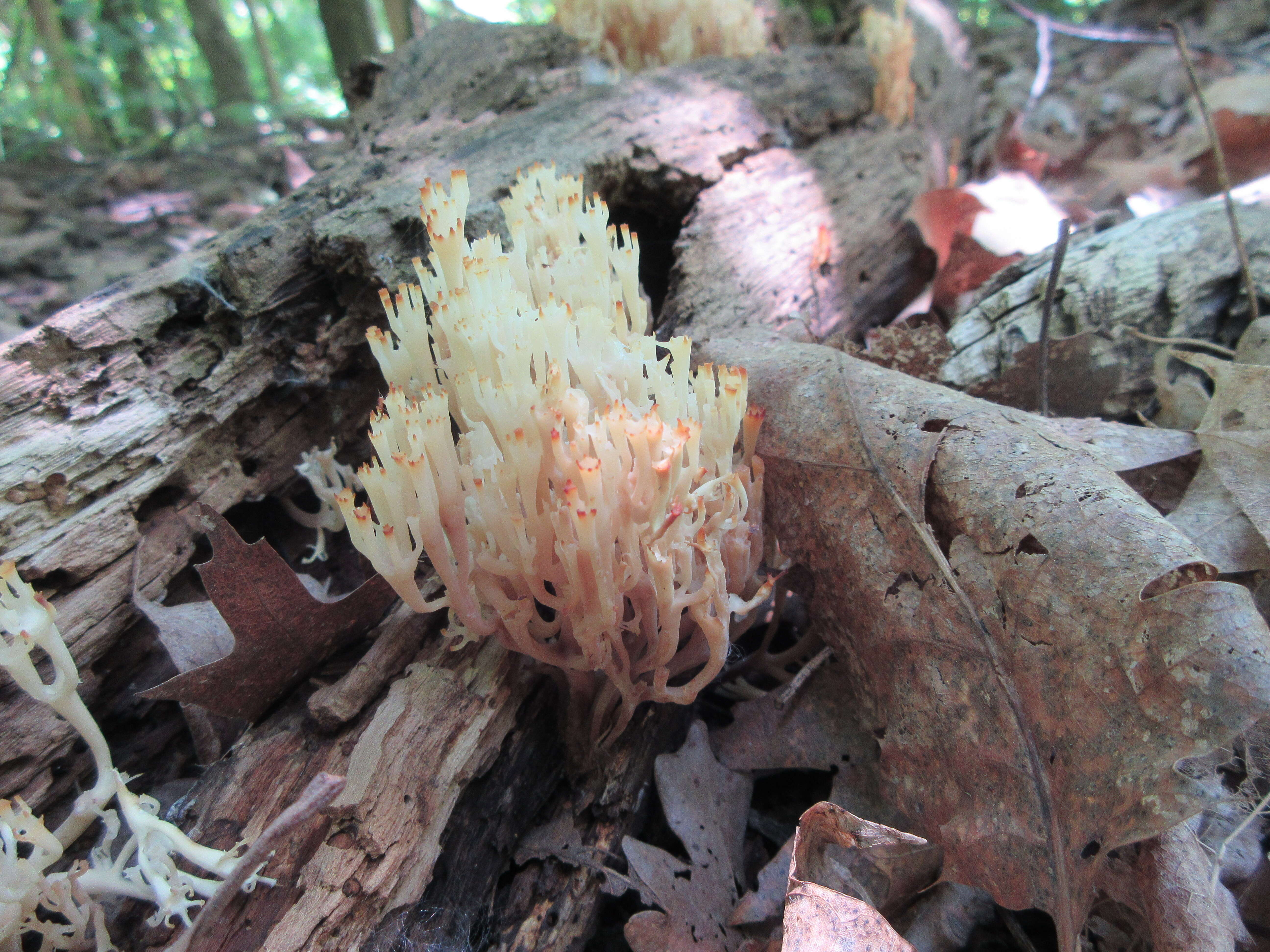 Image of Artomyces pyxidatus (Pers.) Jülich 1982