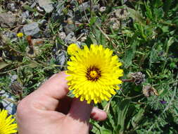 Image of False sowthistle