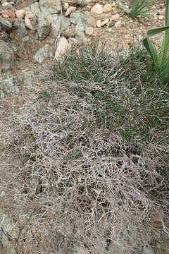 Image of Asperula cypria Ehrend.