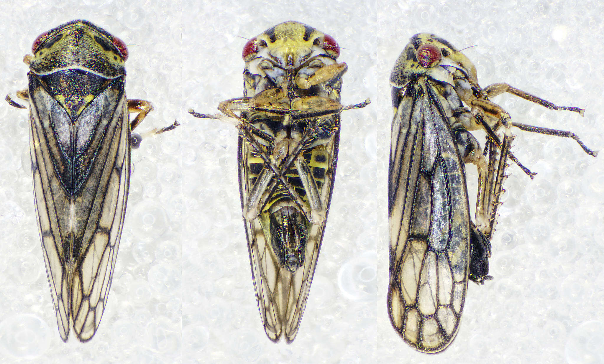 Image of Oncopsis (Oncopsis) flavicollis Linnaeus 1761