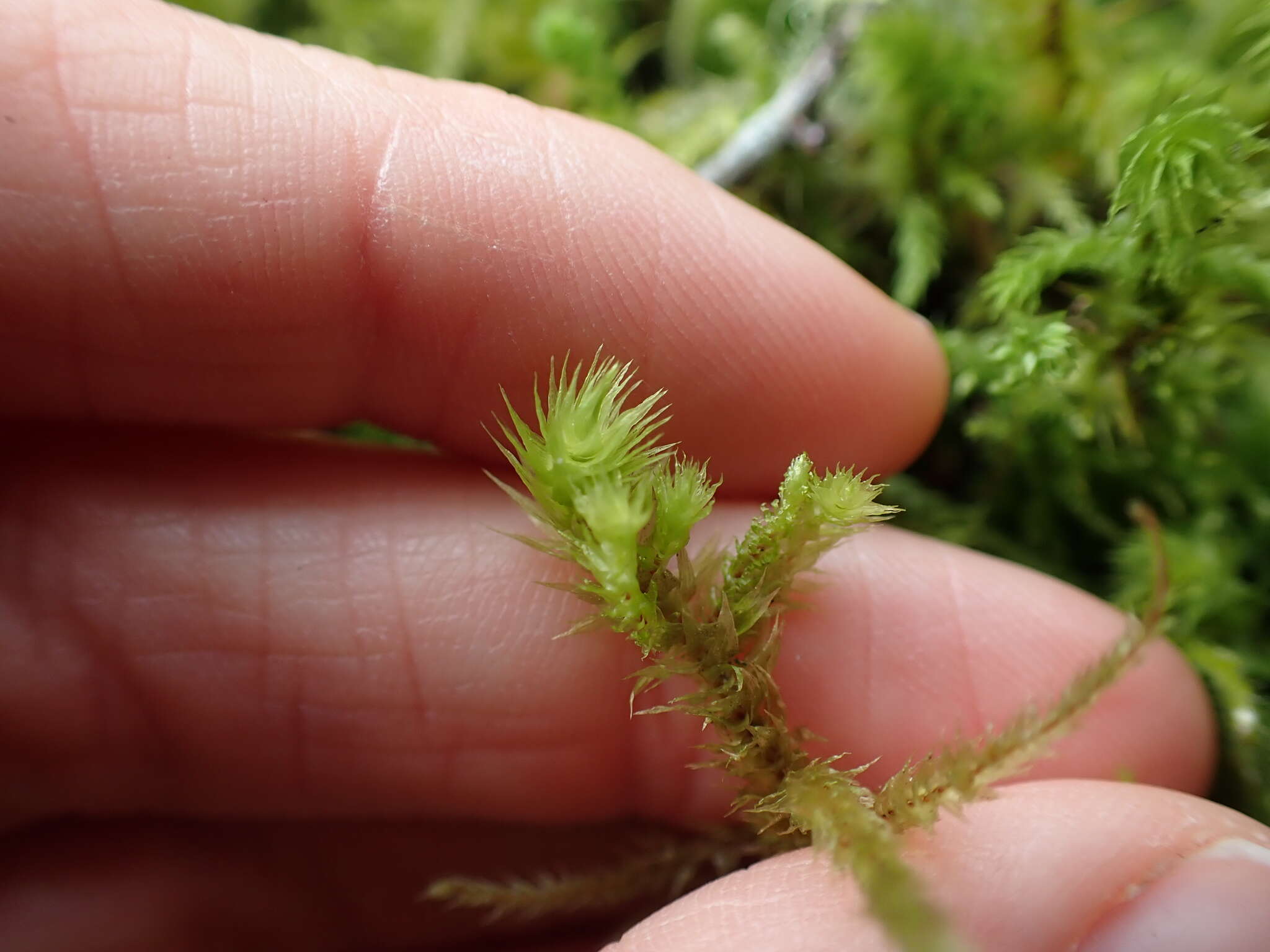 Image of Electrified Cat's Tail Moss