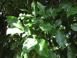 Image of Spanish lime