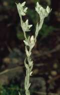 Image of field cudweed