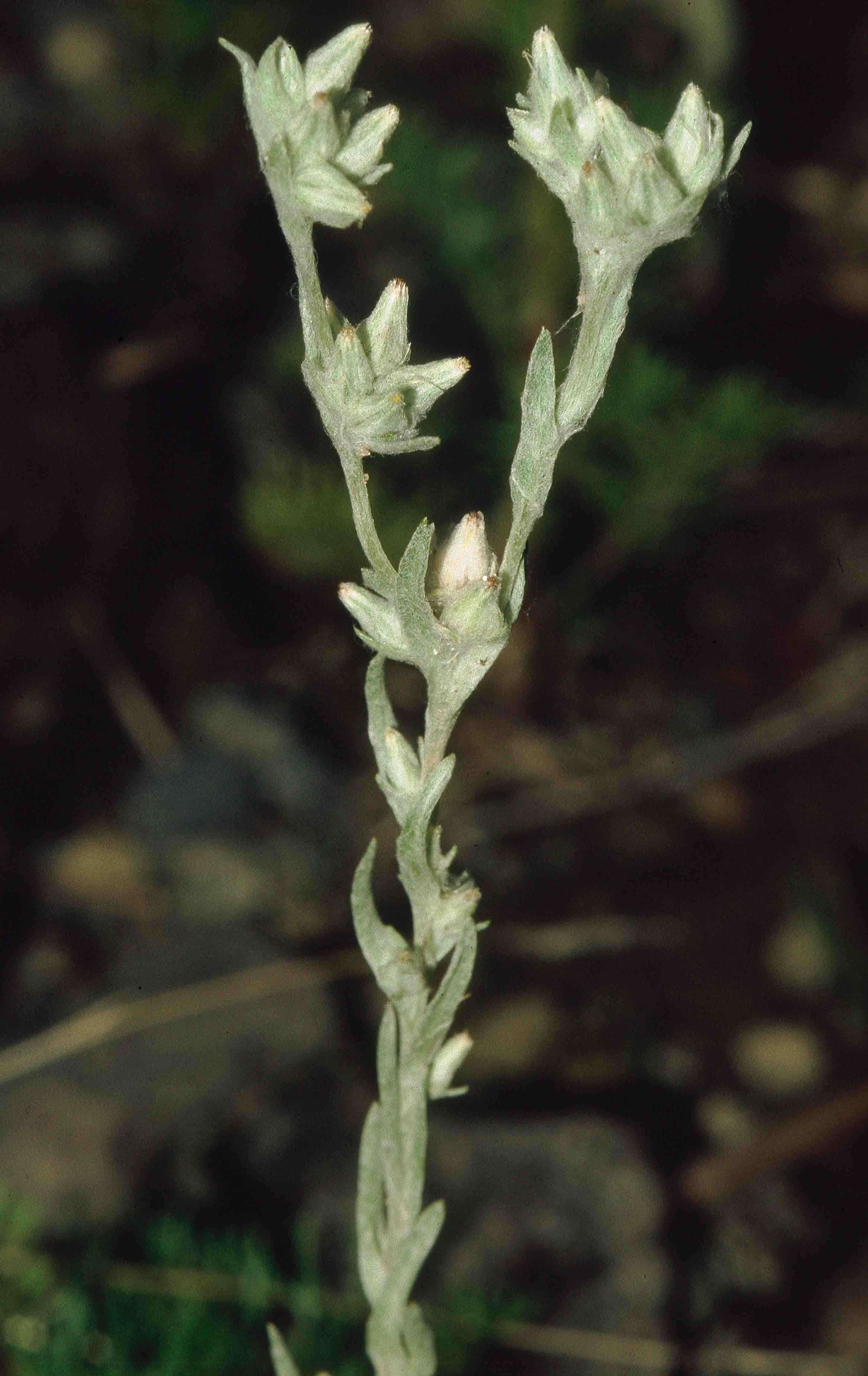 Image of field cudweed