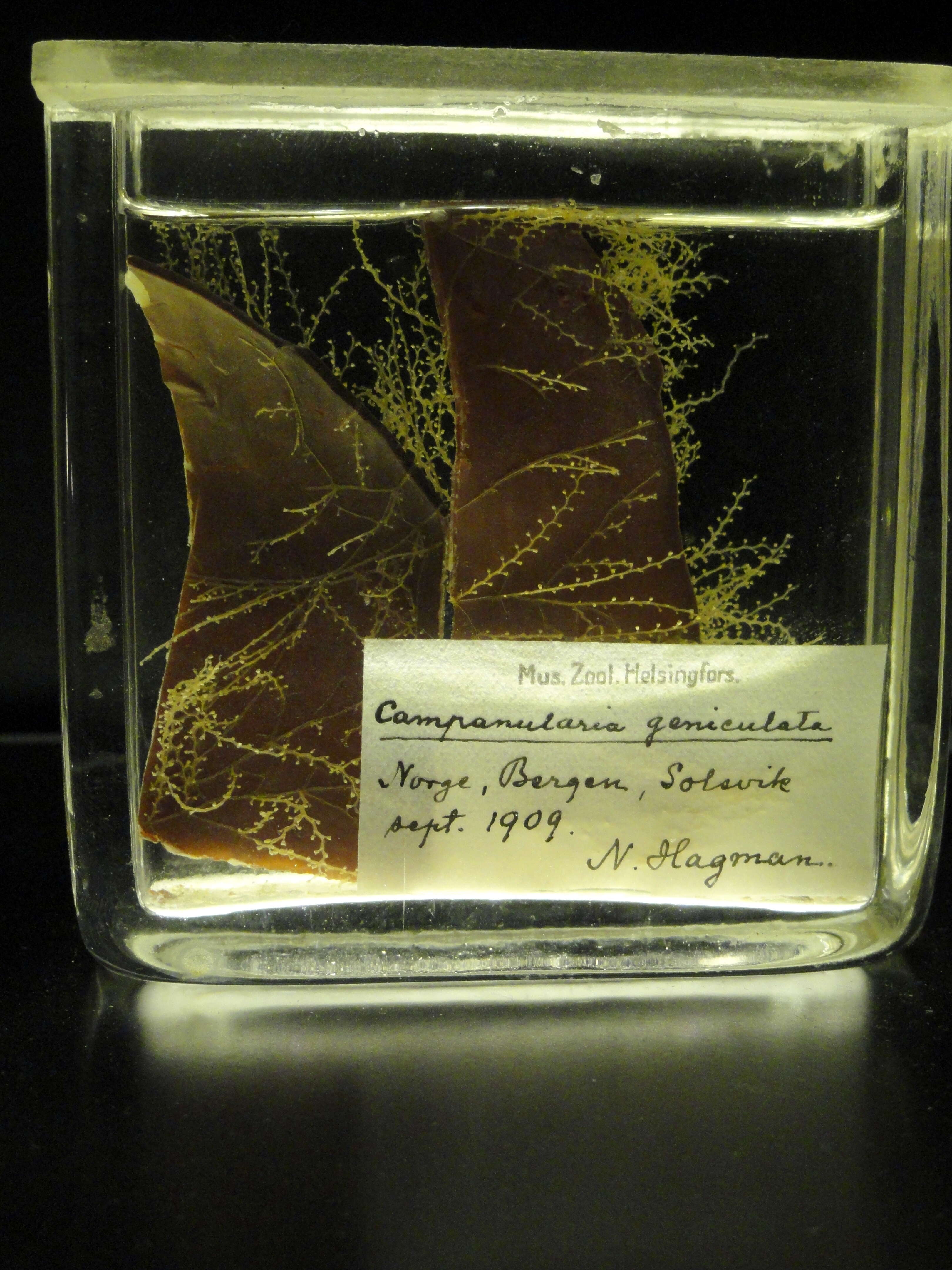Imagem de Obelia geniculata (Linnaeus 1758)