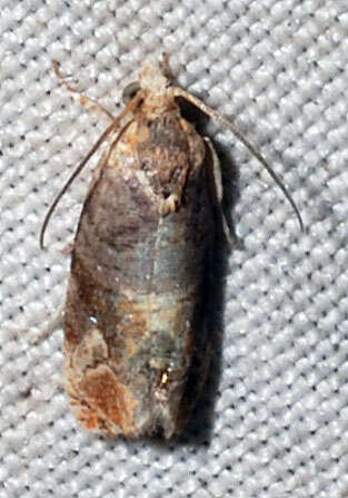 Image of Tulip-tree Leaftier Moth