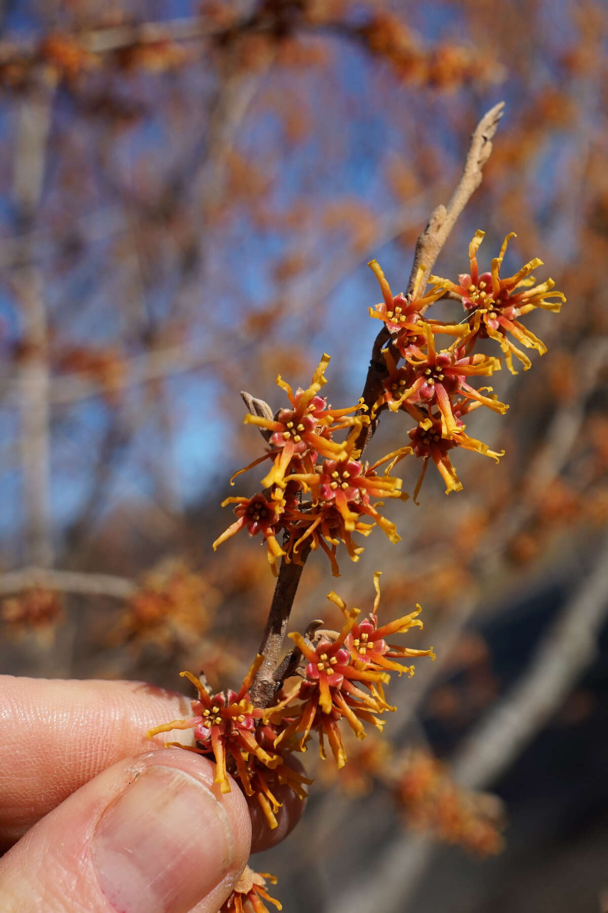 Imagem de Hamamelis vernalis Sarg.