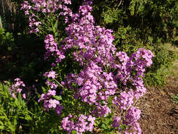 Imagem de Hesperis matronalis L.