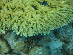 Image of Table coral