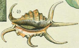 Image of Common Spider Conch