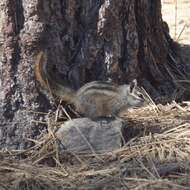 Image of Siberian Chipmunk