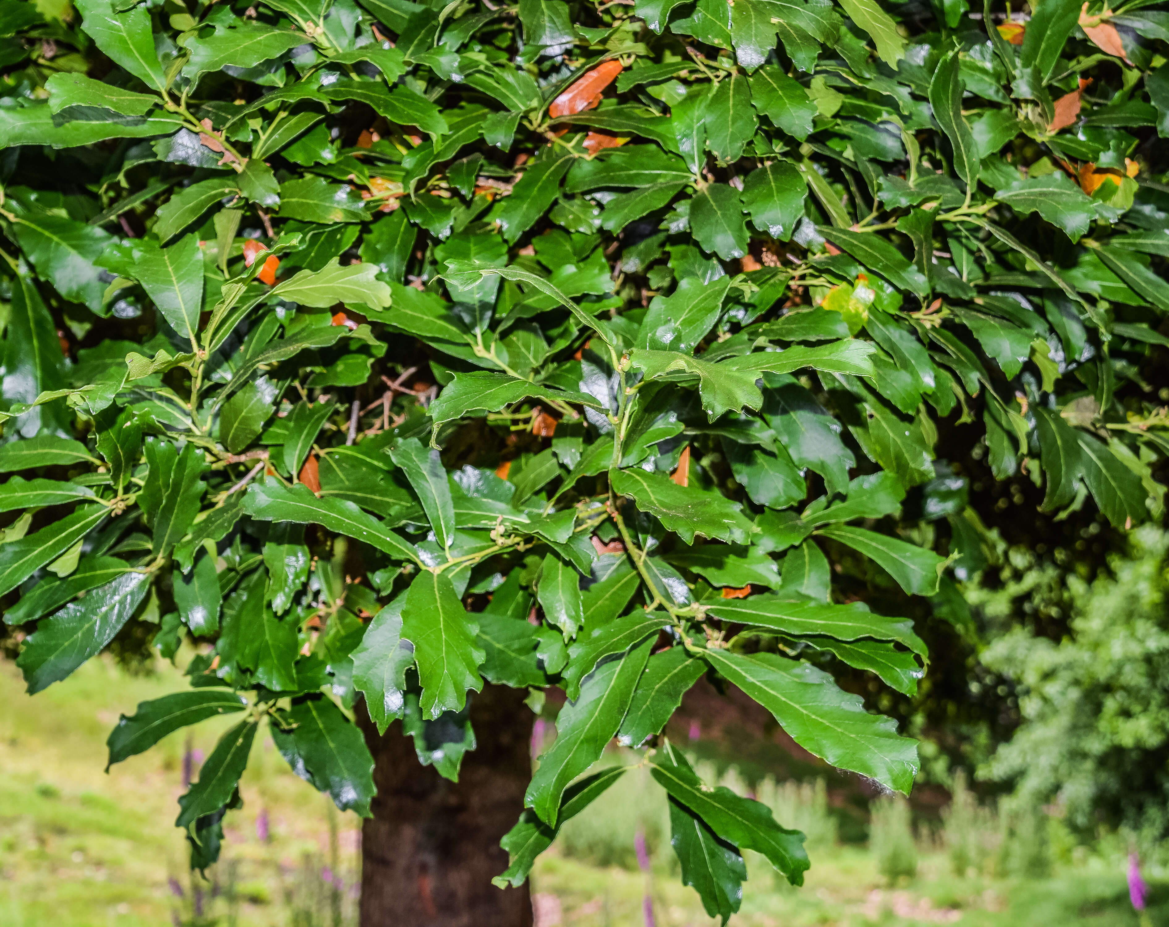 Слика од Quercus glabrescens Benth.