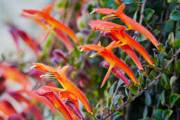 Image of Columnea microphylla Klotzsch & Hanst. ex Oerst.