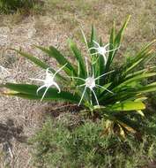 Image of Choctaw spiderlily