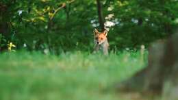 Image of Vulpes vulpes schrencki Kishida 1924