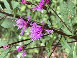 صورة Vernonia blodgettii Small